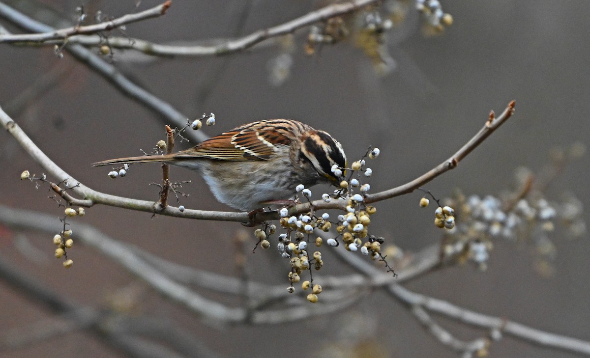 White-throated Sparrow - ML646773127