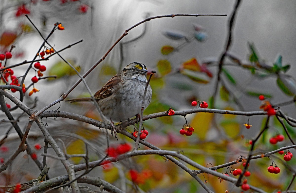 White-throated Sparrow - ML646773128