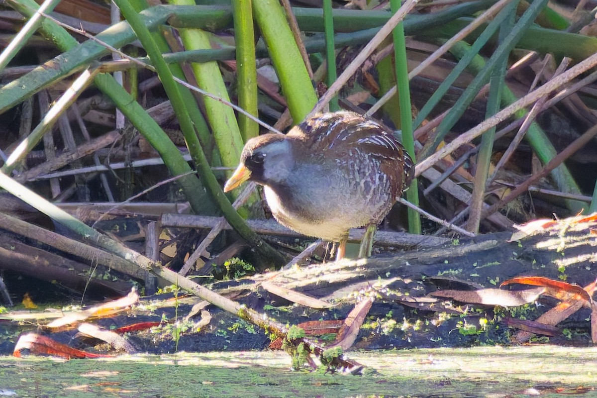 Polluela Sora - ML646773129