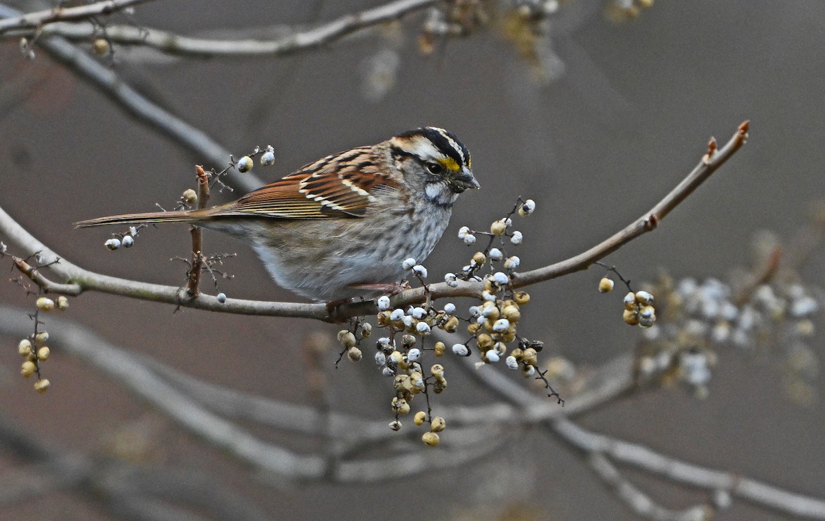 White-throated Sparrow - ML646773131