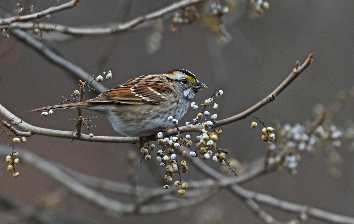 White-throated Sparrow - ML646773132