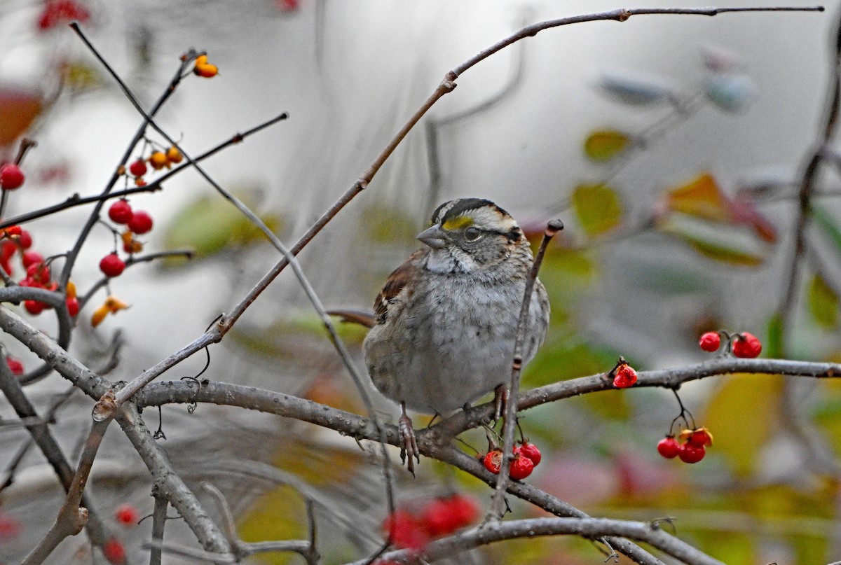 White-throated Sparrow - ML646773133