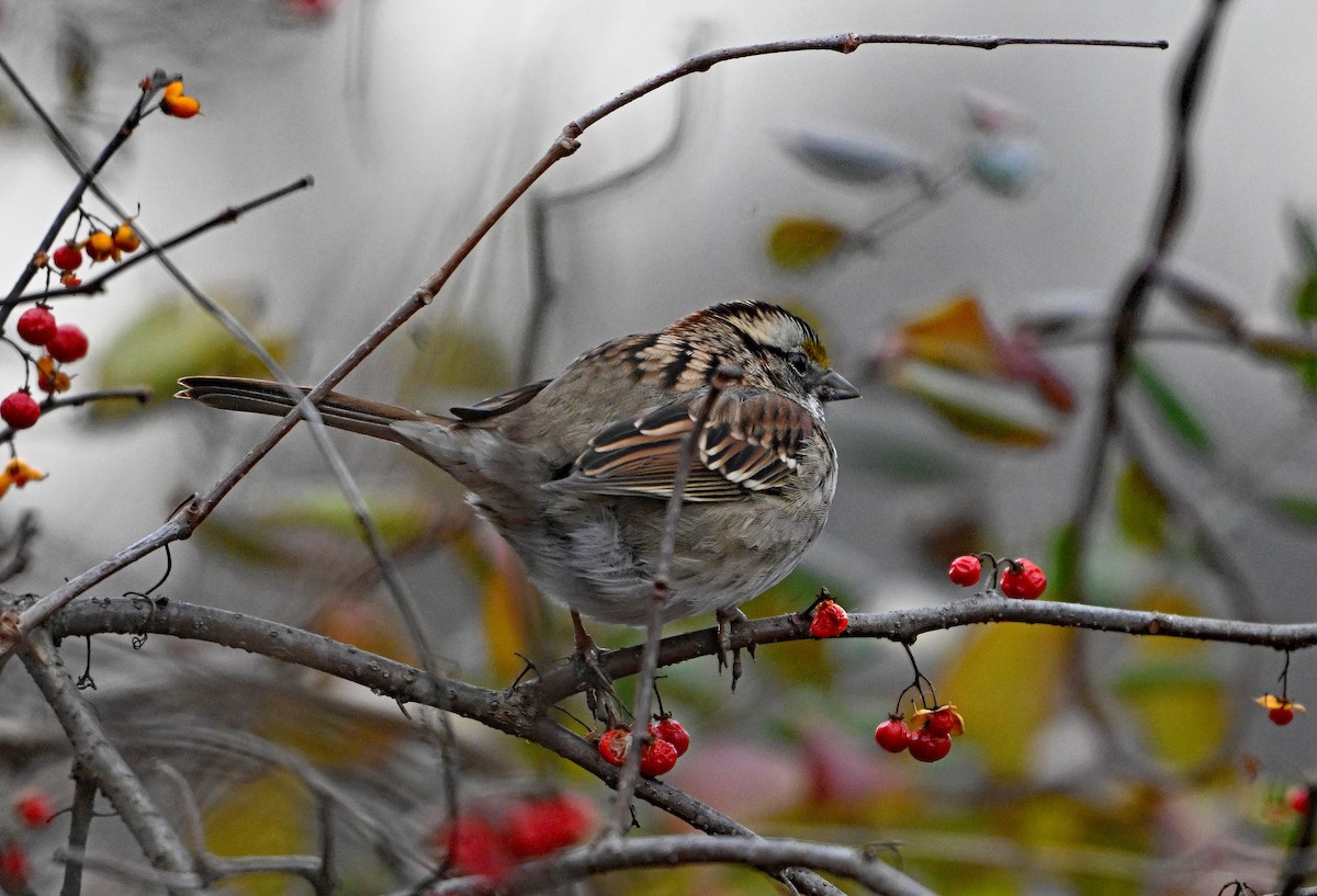 White-throated Sparrow - ML646773134