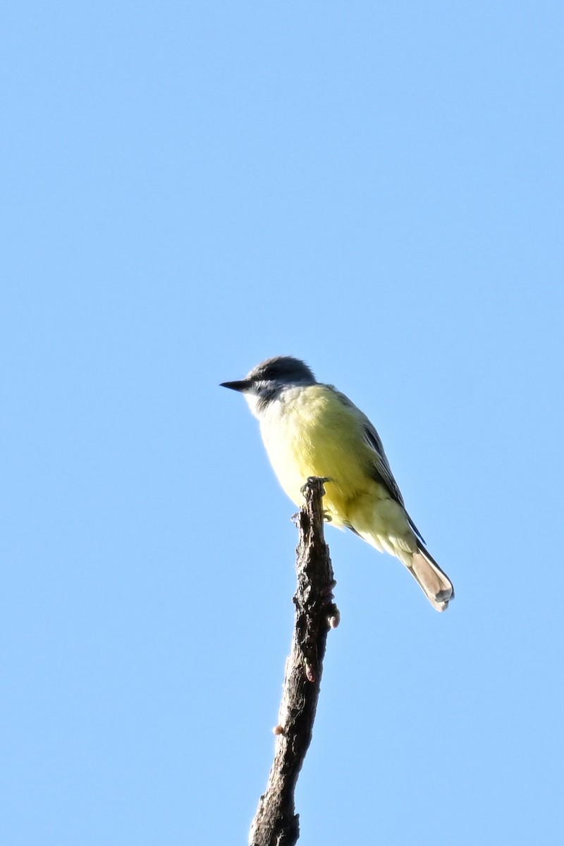 Cassin's Kingbird - ML646773136