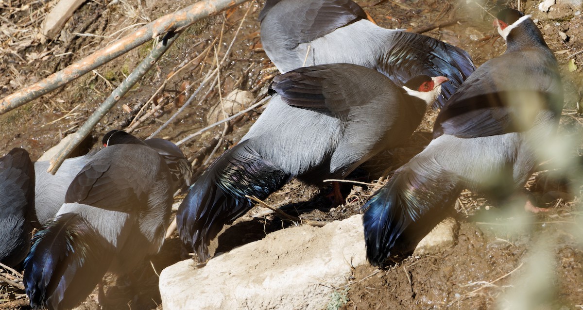 Tibetan Eared-Pheasant - ML646773138