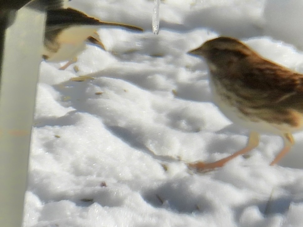 White-throated Sparrow - ML646773139