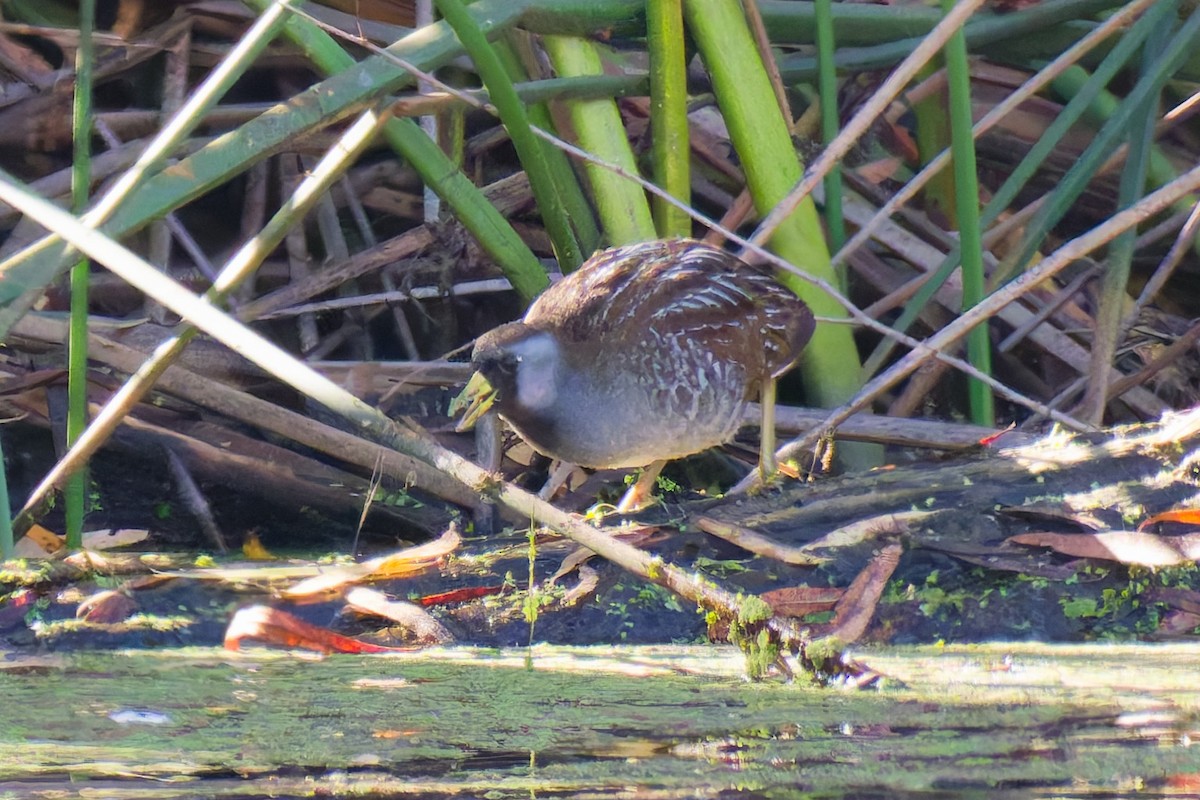 Polluela Sora - ML646773141