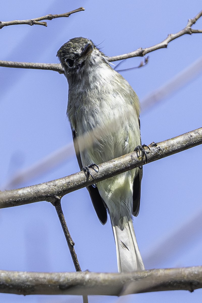 メジロハエトリ属 - ML646773142