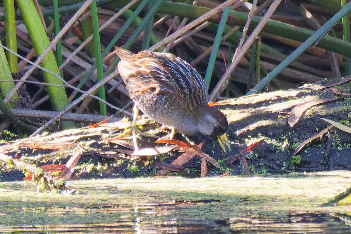 Polluela Sora - ML646773143