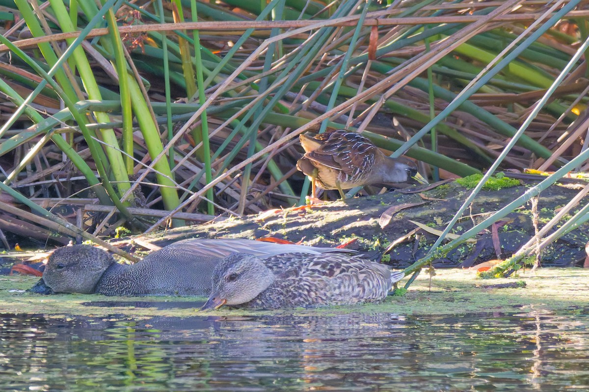 Polluela Sora - ML646773147