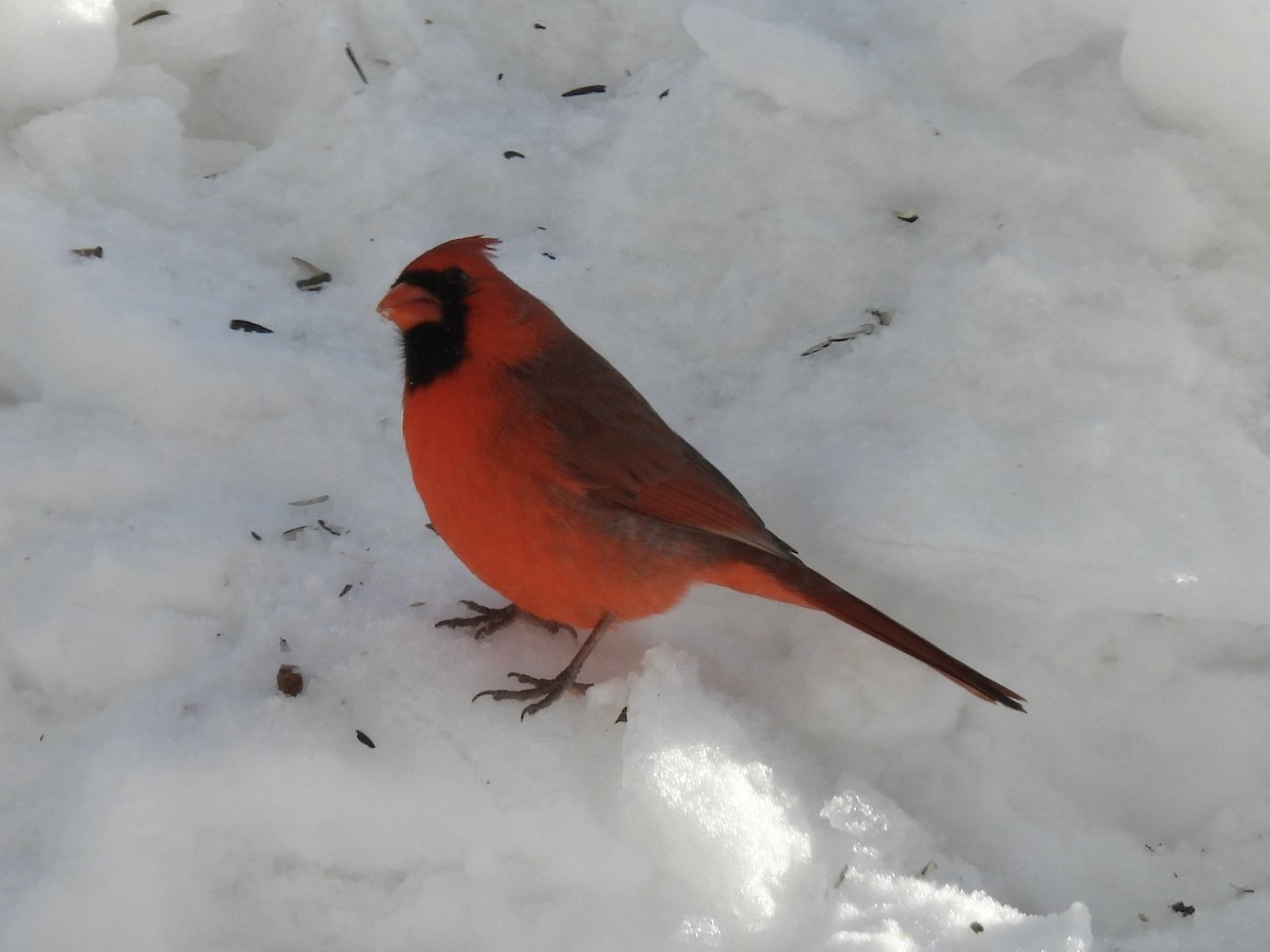 Northern Cardinal - ML646773150