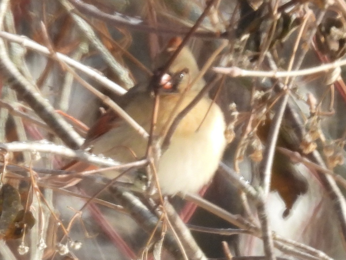 Northern Cardinal - ML646773151