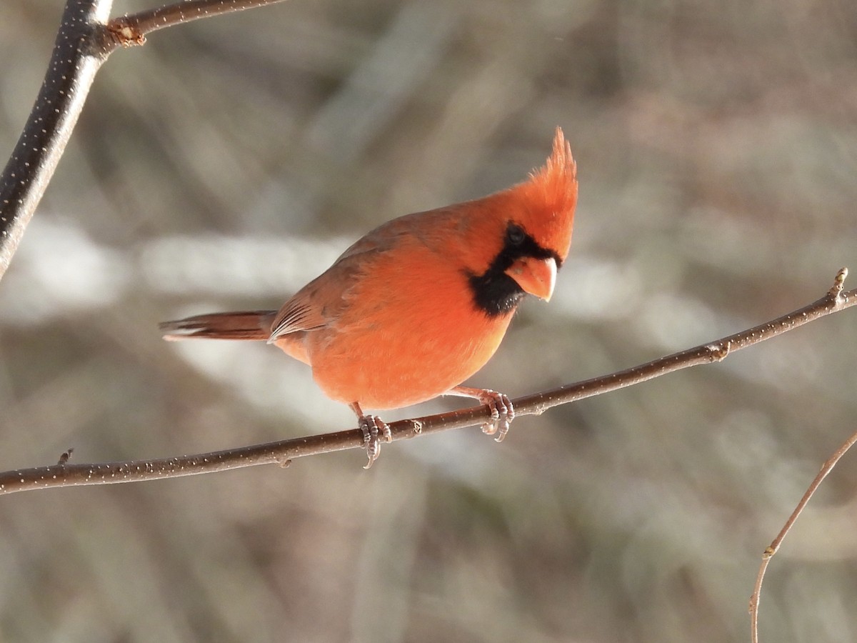 Northern Cardinal - ML646773152