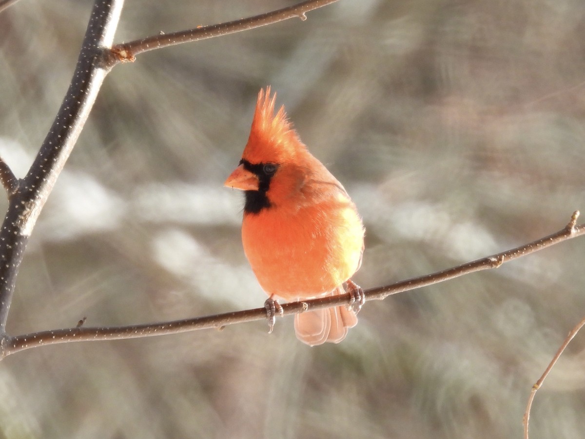 Northern Cardinal - ML646773153