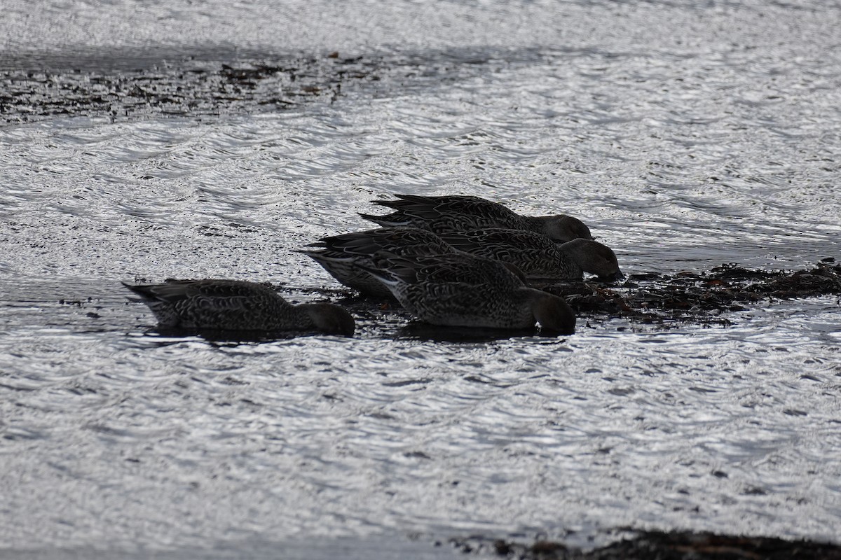 Northern Pintail - ML646773155