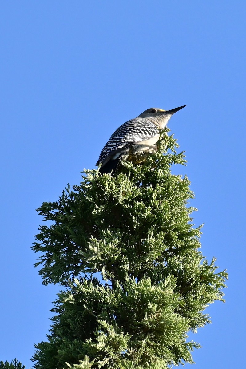 Golden-fronted Woodpecker (Northern) - ML646773156