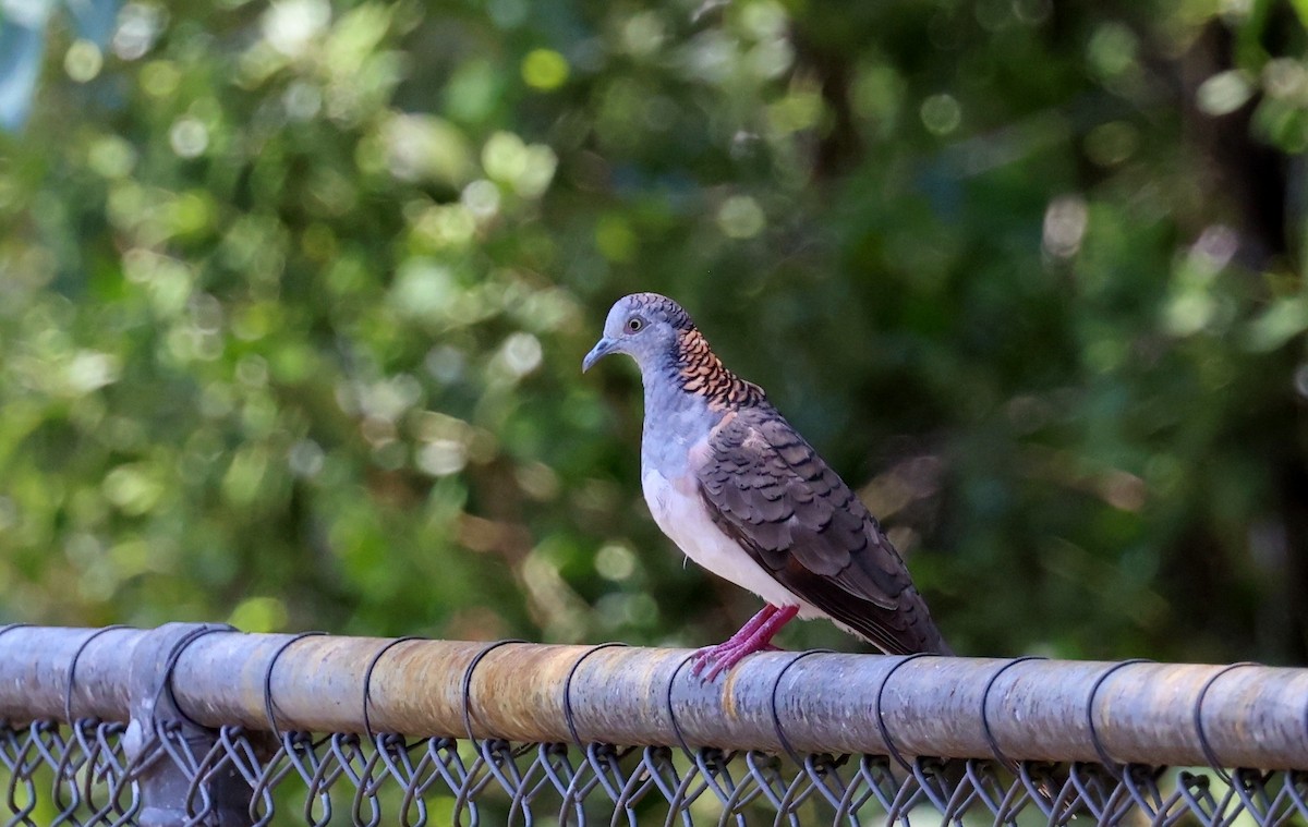 Bar-shouldered Dove - ML646773157