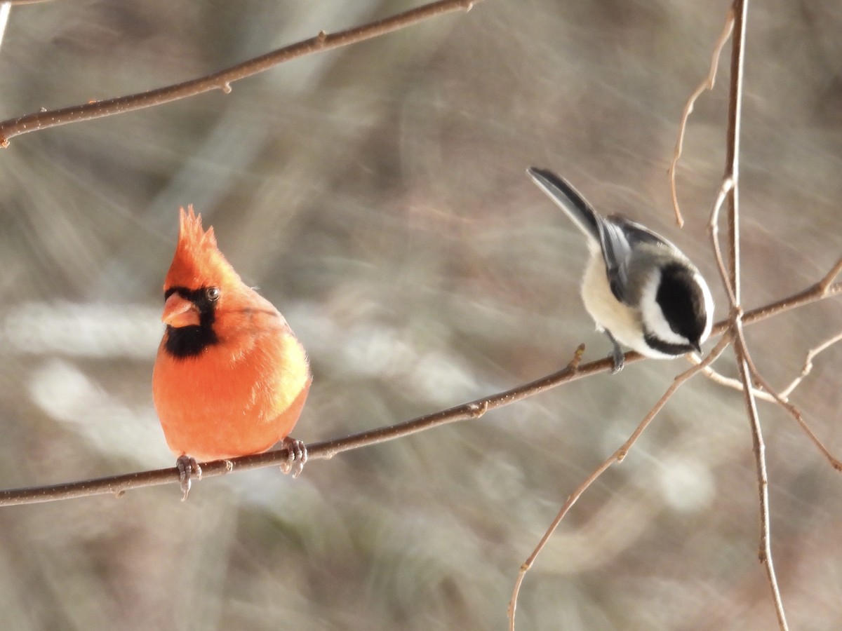Northern Cardinal - ML646773160