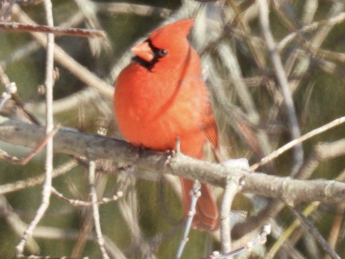 Northern Cardinal - ML646773161