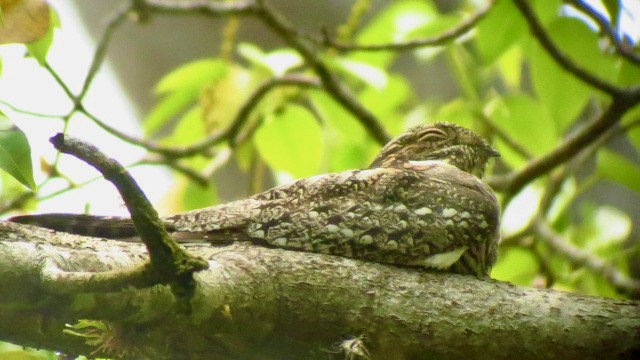 Çorak Gecedoğanı - ML646773163