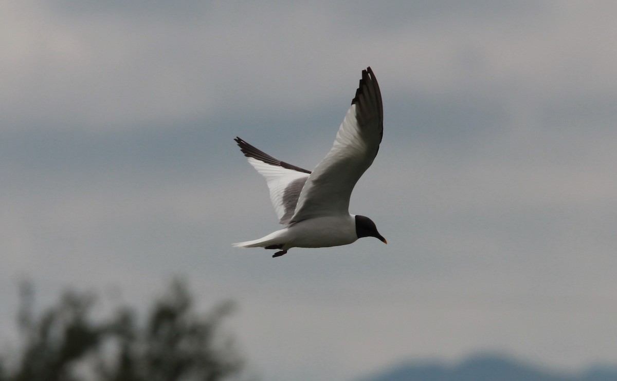 Sabine's Gull - ML646773164