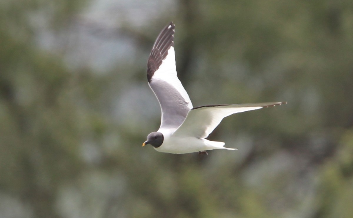 Sabine's Gull - ML646773165