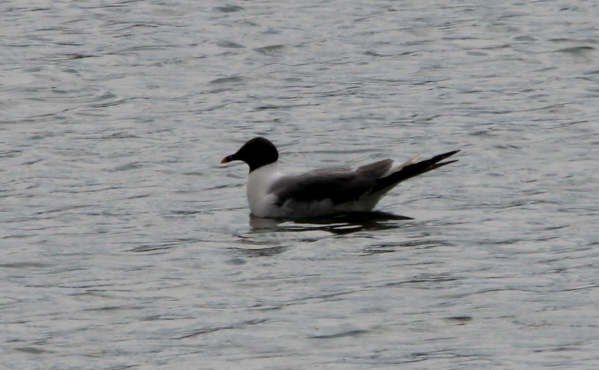 Sabine's Gull - ML646773166