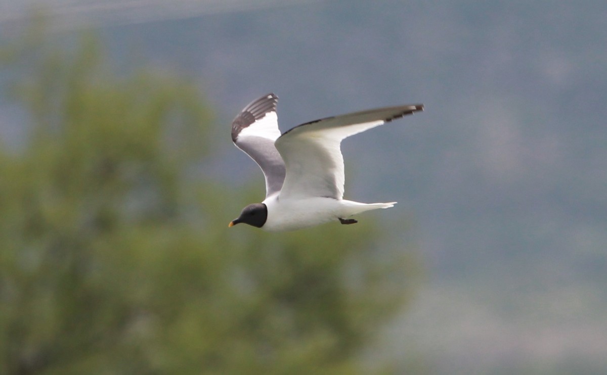 Sabine's Gull - ML646773167
