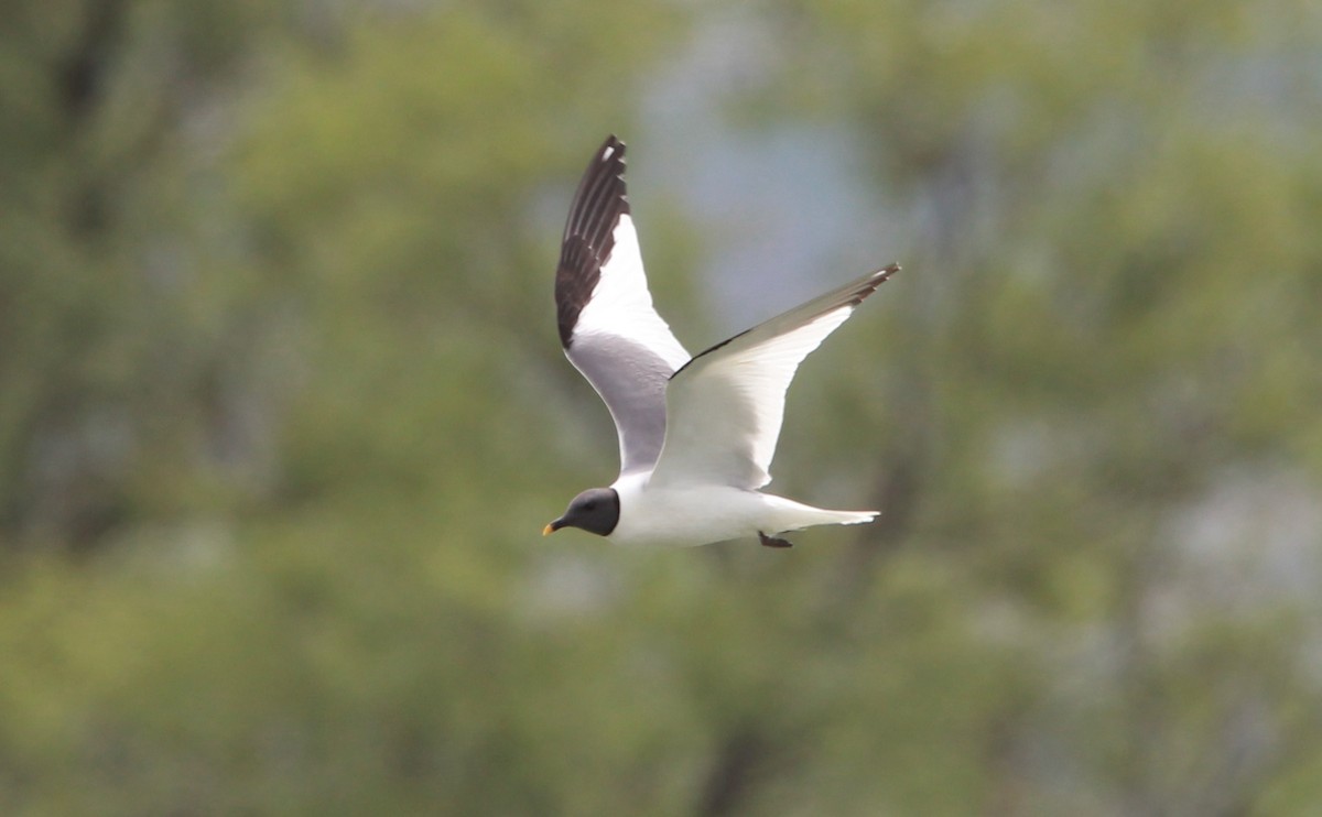 Sabine's Gull - ML646773168