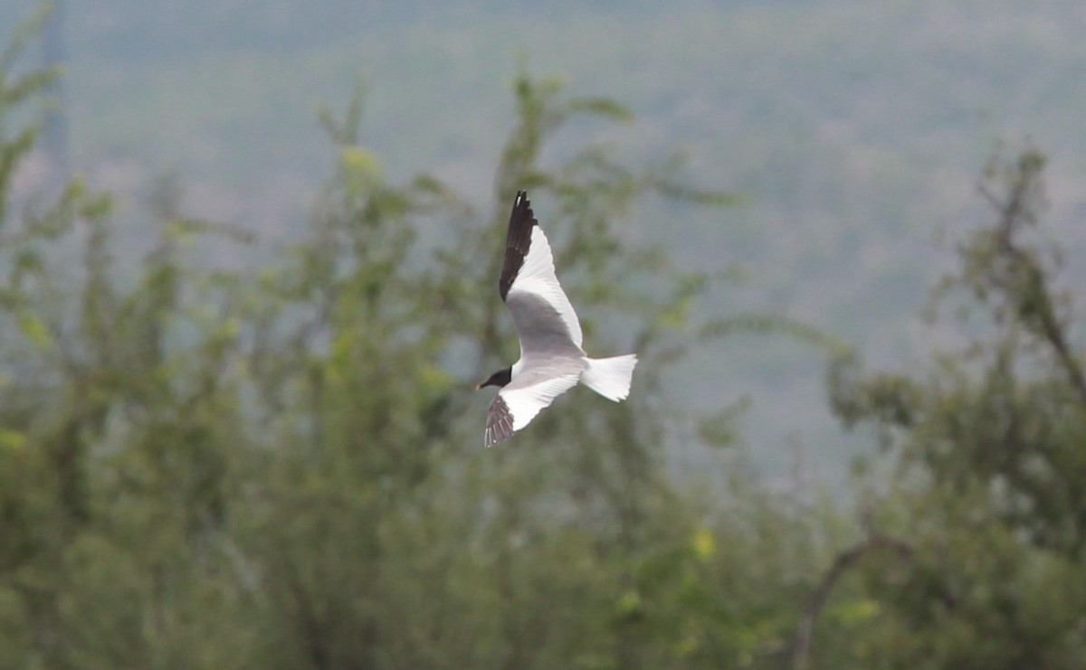 Sabine's Gull - ML646773169