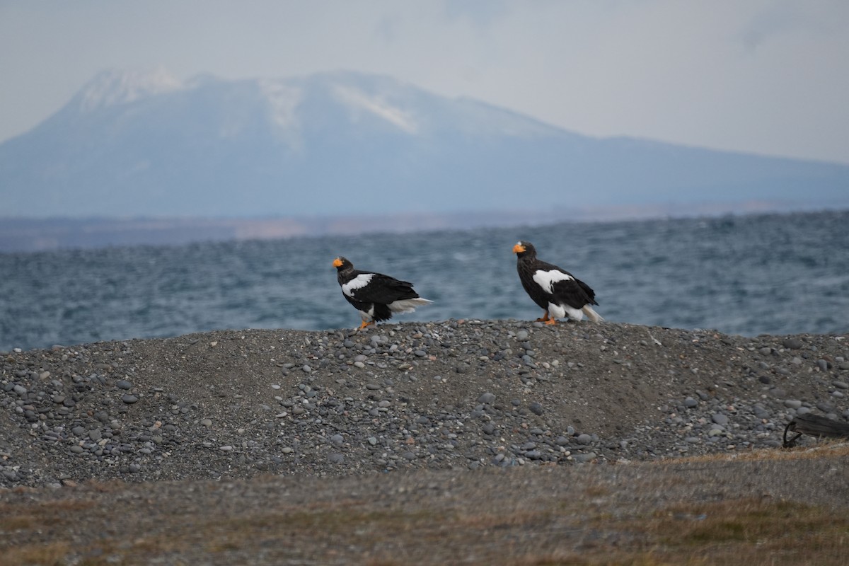 Steller's Sea-Eagle - ML646773174