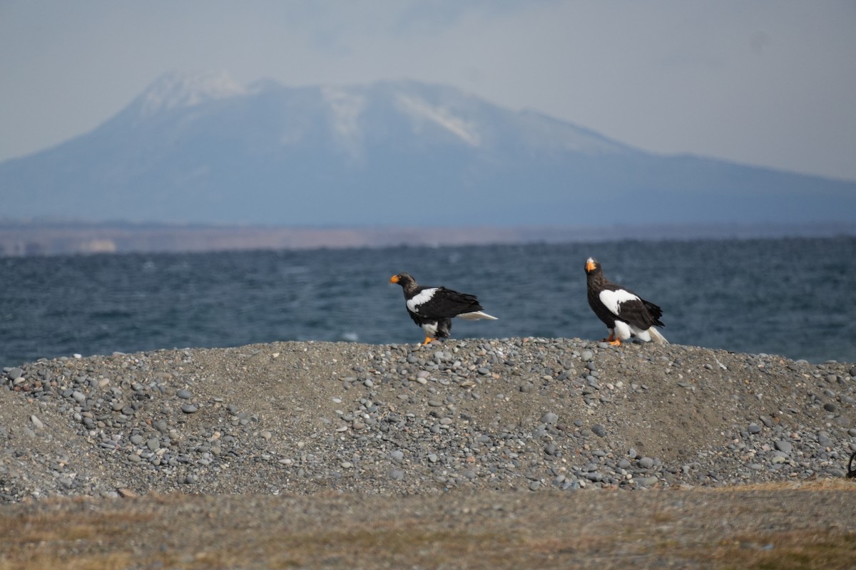 Steller's Sea-Eagle - ML646773175
