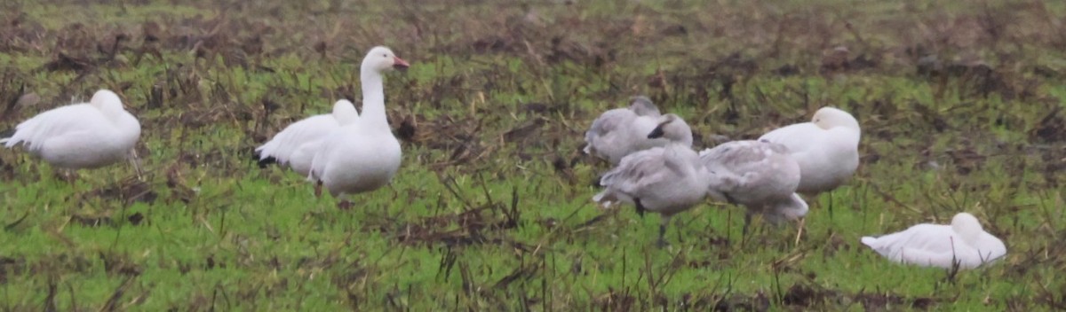 Гуска біла - ML646773176