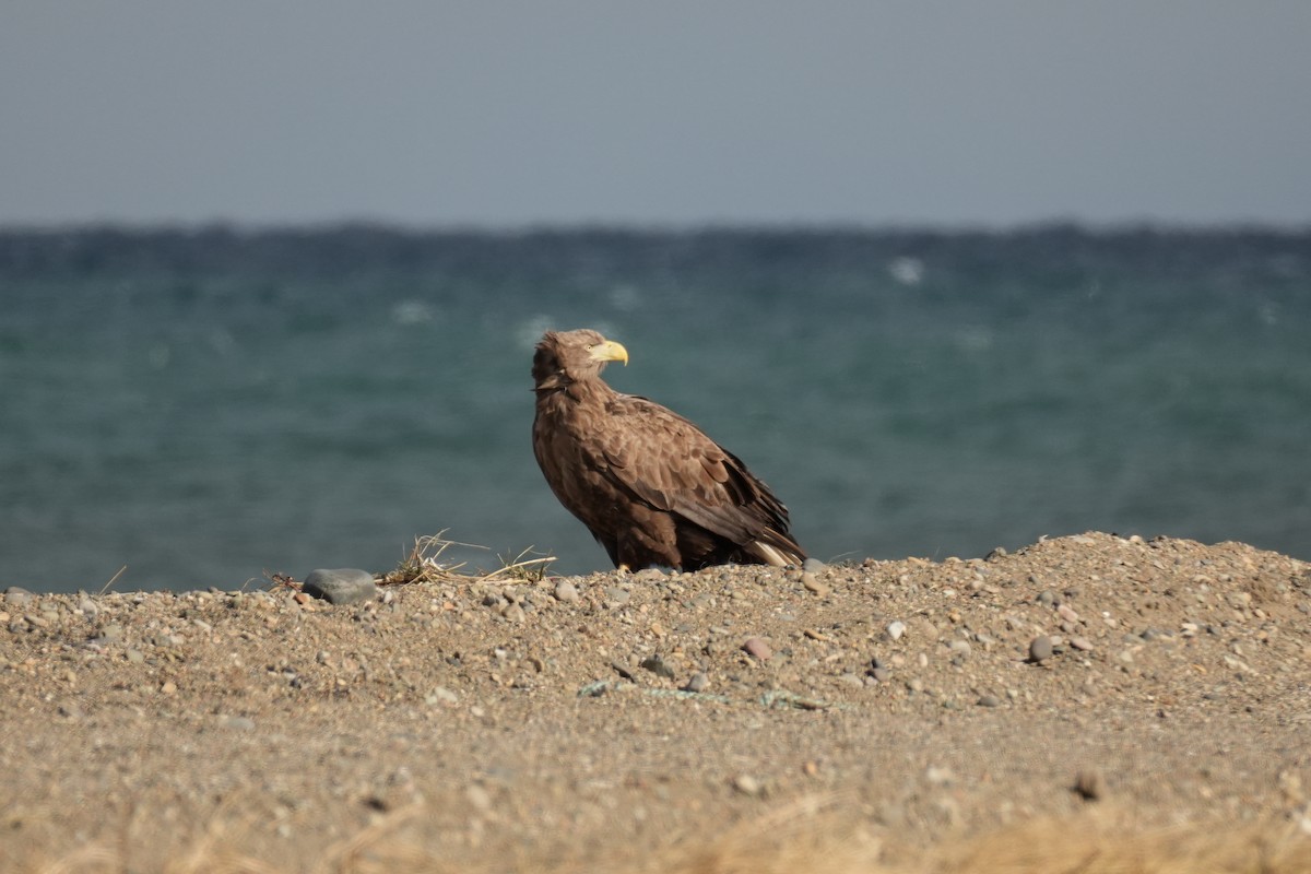White-tailed Eagle - ML646773180