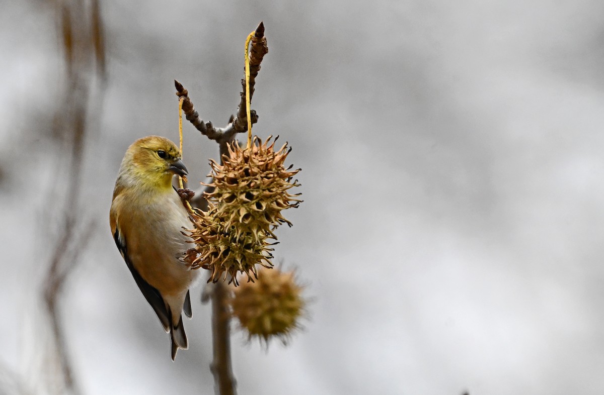 American Goldfinch - ML646773181
