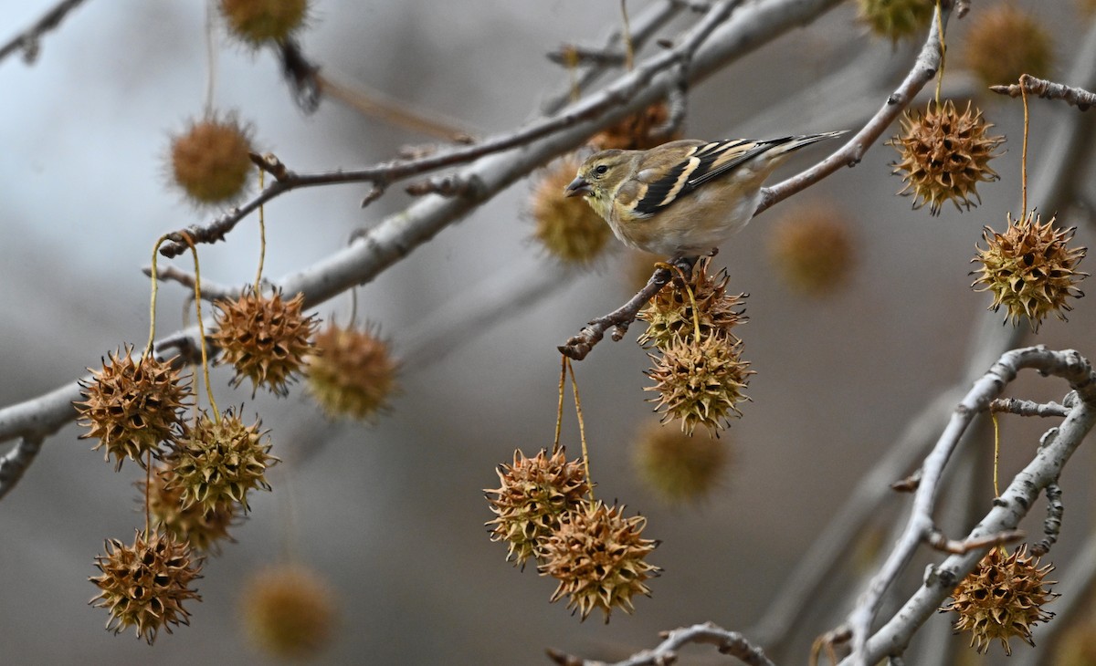 American Goldfinch - ML646773182