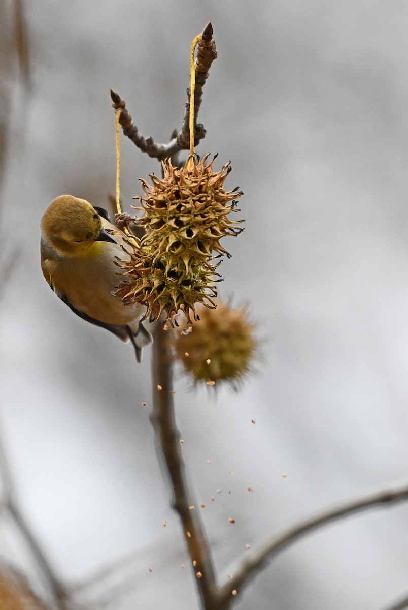 American Goldfinch - ML646773183