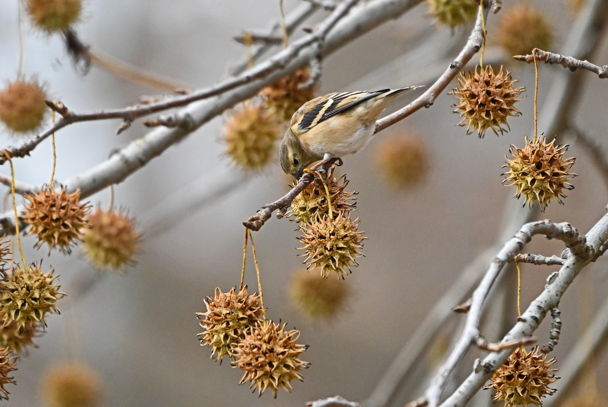 American Goldfinch - ML646773184