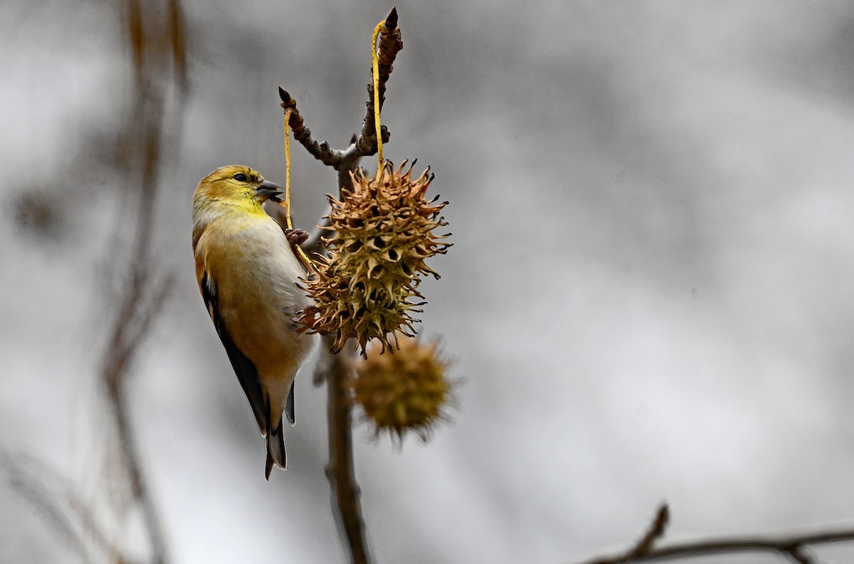 American Goldfinch - ML646773185