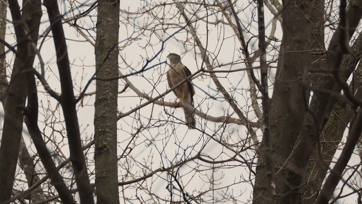 Cooper's Hawk - ML646773187