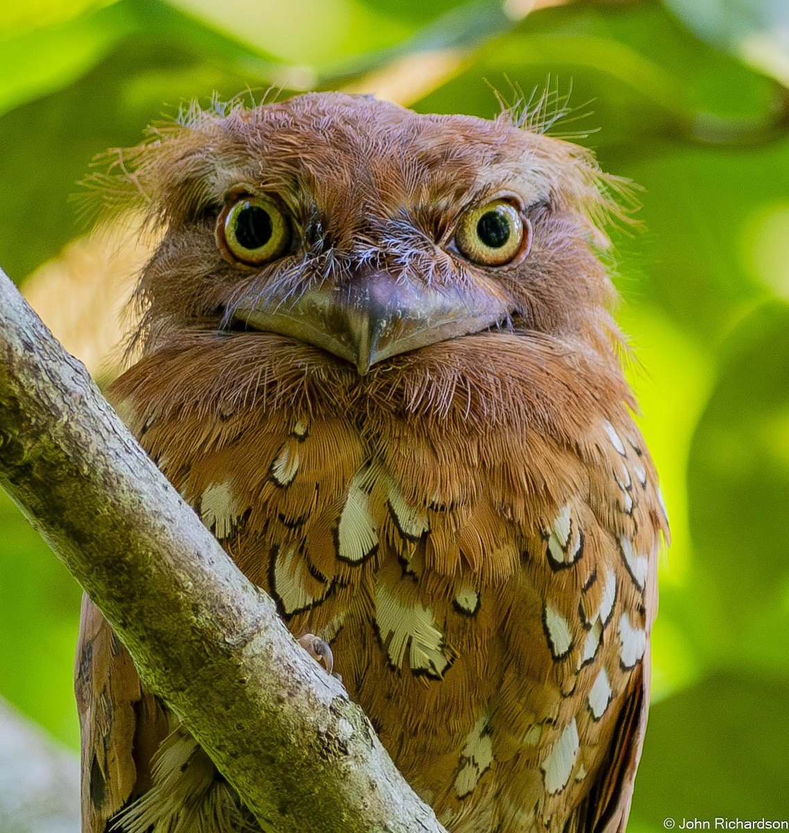 sundafroskemunn - ML646773191