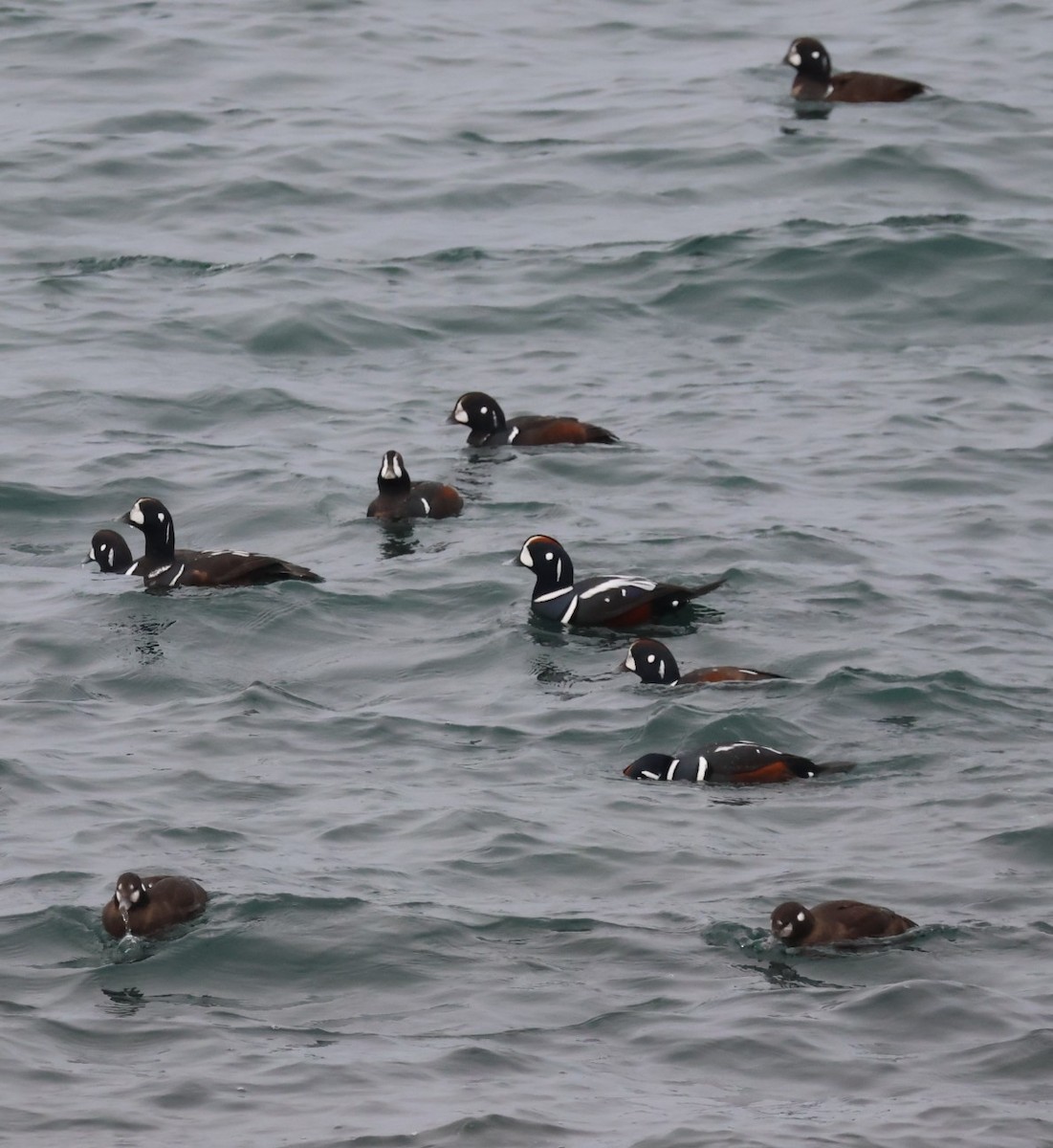 Ahate arlekina - ML646773192