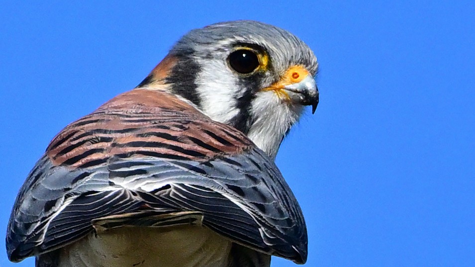 spurvefalk - ML646773193