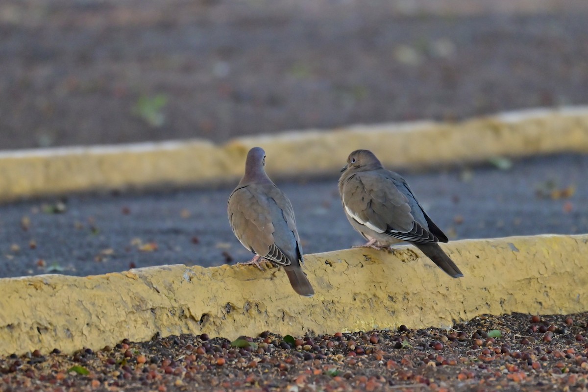 White-winged Dove - ML646773197