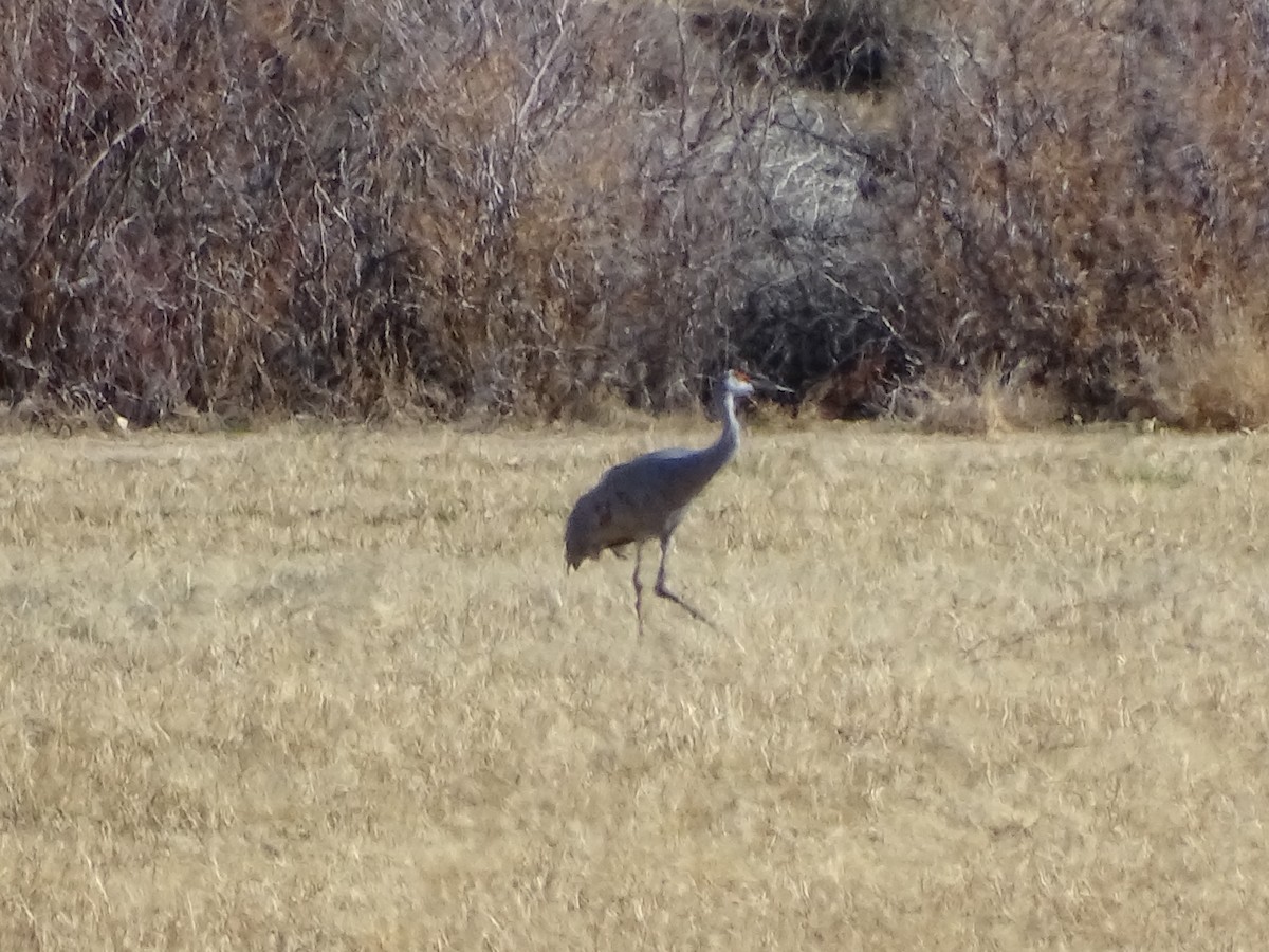 kanadatrane - ML646773200