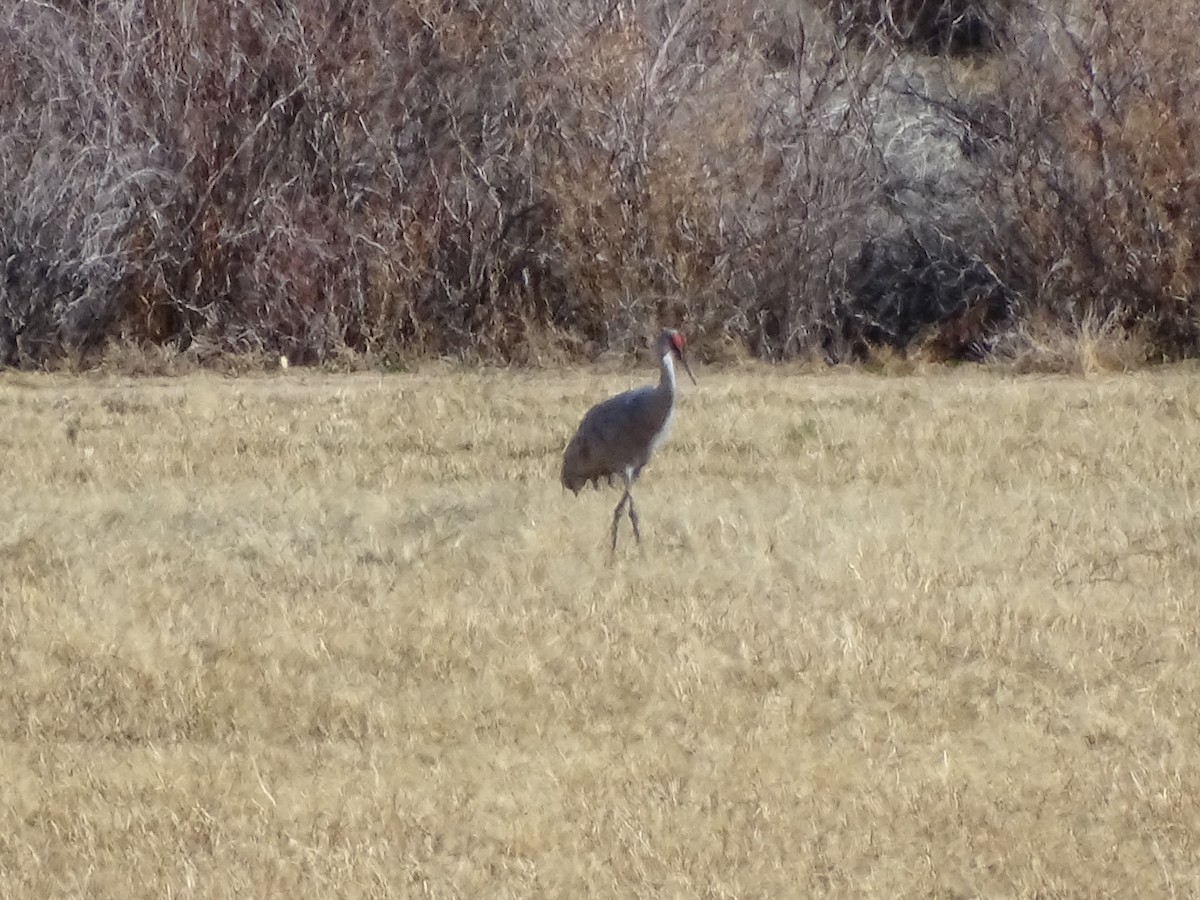 kanadatrane - ML646773201