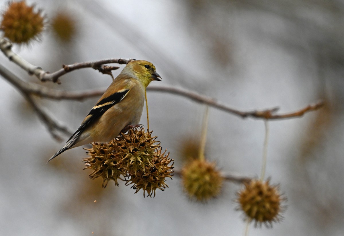 American Goldfinch - ML646773204