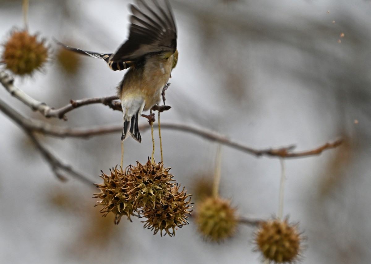 American Goldfinch - ML646773205
