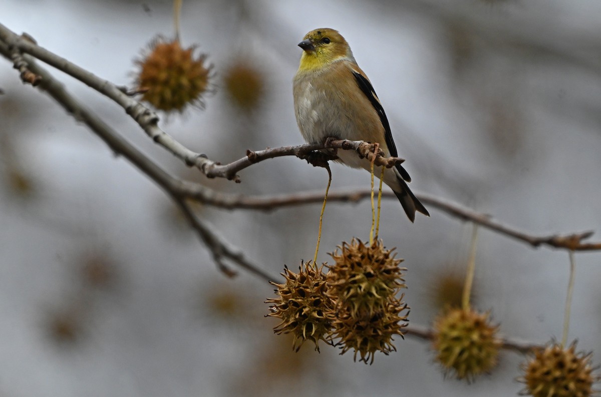 American Goldfinch - ML646773206