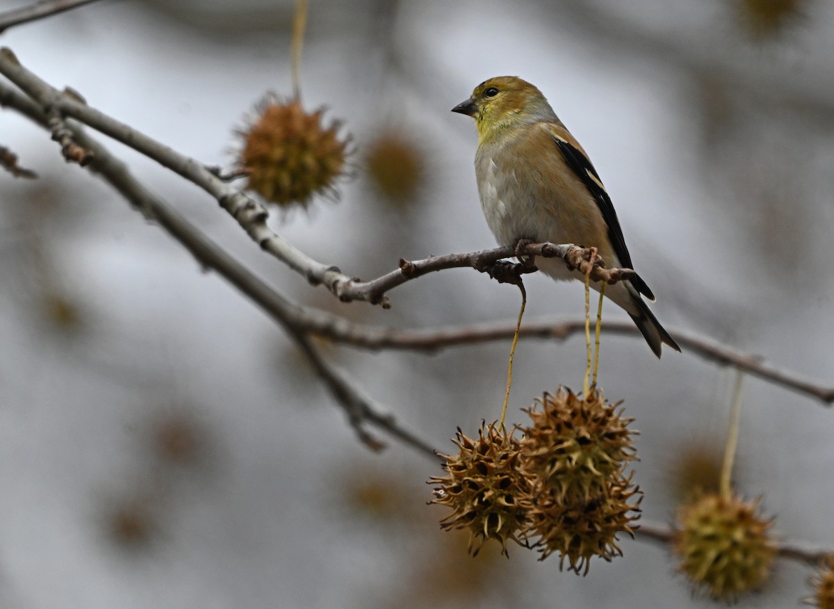 American Goldfinch - ML646773207